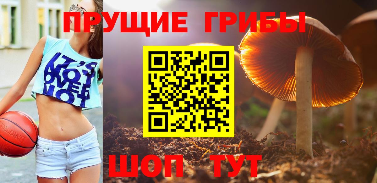 Галлюциногенные грибы Cubensis Горно-Алтайск